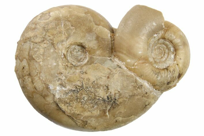 Permian Ammonite Fossil Association - Russia #262671